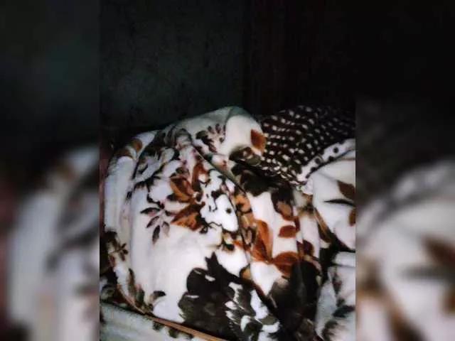 Nasteuha